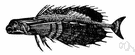 Dactylopterus - a genus of Dactylopteridae