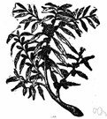 swamp candleberry - deciduous aromatic shrub of eastern North America with grey-green wax-coated berries swamp candleberry - deciduous aromatic shrub of eastern North America with grey-green wax-coated berries