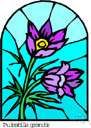 Meconopsis betonicifolia - Chinese perennial having mauve-pink to bright sky blue flowers in drooping cymes