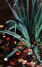 Yorkshire fog - tall European perennial grass having a velvety stem