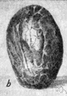 vegetable ivory - nutlike seed of a South American palm