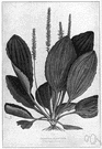 Plantago - type genus of the family Plantaginaceae