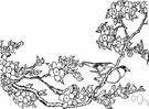 oriental cherry - ornamental tree with inedible fruits widely cultivated in many varieties for its white blossoms
