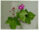 purple-flowering raspberry - shrubby raspberry of eastern North America having showy rose to purplish flowers and red or orange thimble-shaped fruit
