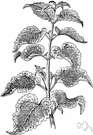 painted nettle - perennial aromatic herb of southeastern Asia having large usually bright-colored or blotched leaves and spikes of blue-violet flowers