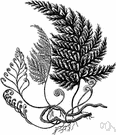 filmy fern - any fern of the genus Trichomanes having large pinnatifid often translucent fronds