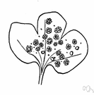 rust fungus - any of various fungi causing rust disease in plants