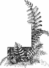 dagger fern - North American evergreen fern having pinnate leaves and dense clusters of lance-shaped fronds