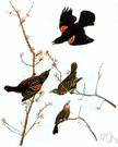 genus Agelaius - red-winged blackbirds