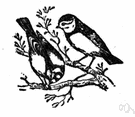 genus Parus - type genus of the family Paridae
