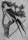 swallow-tailed kite - graceful North American black-and-white kite