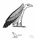 Pharaoh's chicken - small mostly white vulture of Africa and southern Eurasia