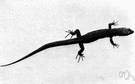 night lizard - small secretive nocturnal lizard of southwestern North America and Cuba