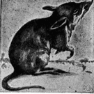 bandicoot - any of various agile ratlike terrestrial marsupials of Australia and adjacent islands