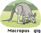great grey kangaroo - very large greyish-brown Australian kangaroo formerly abundant in open wooded areas