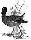 swamphen - any of various small aquatic birds of the genus Gallinula distinguished from rails by a frontal shield and a resemblance to domestic hens