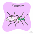 Formica rufa - reddish-brown European ant typically living in anthills in woodlands