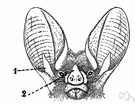 tragus - a small cartilaginous flap in front of the external opening of the ear