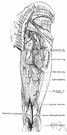 gluteal artery - branches of the internal iliac artery that supply the hip joint and gluteal region