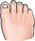 toenail - the nail at the end of a toe