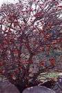 ilang-ilang - evergreen Asian tree with aromatic greenish-yellow flowers yielding a volatile oil