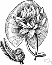 water nymph - a water lily having large leaves and showy fragrant flowers that float on the water