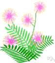 sensitive plant - semi-climbing prickly evergreen shrub of tropical America having compound leaves sensitive to light and touch