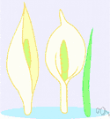Symplocarpus foetidus - deciduous perennial low-growing fetid swamp plant of eastern North America having minute flowers enclosed in a mottled greenish or purple cowl-shaped spathe