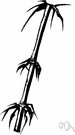 kuri-chiku - small bamboo having thin green culms turning shining black