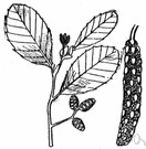 alder tree - north temperate shrubs or trees having toothed leaves and conelike fruit