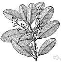Calophyllum longifolium - valuable timber tree of Panama