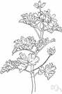 Pelargonium graveolens - any of several southern African geraniums having fragrant three-lobed to five-lobed leaves and pink flowers
