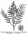 soapberry - a tree of the genus Sapindus whose fruit is rich in saponin