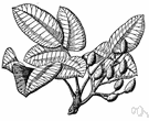 pistachio - small tree of southern Europe and Asia Minor bearing small hard-shelled nuts