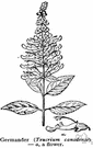 germander - any of various plants of the genus Teucrium