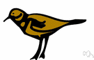 bird genus - a genus of birds