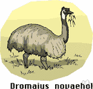 genus Dromaius - a genus of birds in the order Casuariiformes