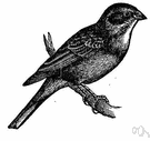 Emberiza hortulana - brownish Old World bunting often eaten as a delicacy