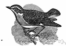 Saxicola rubetra - brown-and-buff European songbird of grassy meadows