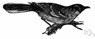 Mimus - type genus of the family Mimidae: mockingbirds