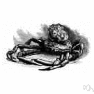 family Majidae - spider crabs