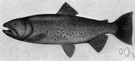 salmon trout - speckled trout of European rivers