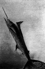 spearfish - any of several large vigorous pelagic fishes resembling sailfishes but with first dorsal fin much reduced