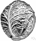 cabbage - any of various types of cabbage