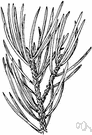 Pinus monophylla - pinon of southwestern United States having solitary needles and often many stems