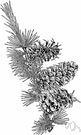 Larix lyallii - medium-sized larch of the Rocky Mountains