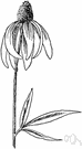 Ratibida - genus of perennial wildflowers of North American plains and prairies