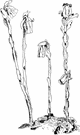 Monotropa - leafless fleshy saprophytic plants