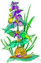 corkscrew flower - perennial tropical American vine cultivated for its racemes of showy yellow and purple flowers having the corolla keel coiled like a snail shell