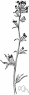 Castilleja - genus of western North and South American perennials often partially parasitic on roots of grasses